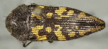 Media type: image;   Entomology 24408 Aspect: habitus dorsal view
